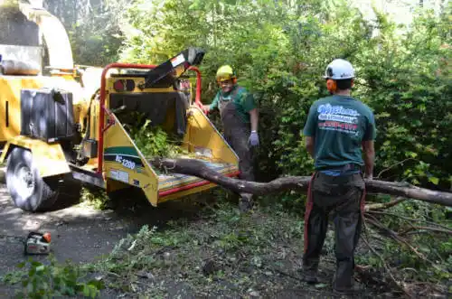 tree services Edgewater